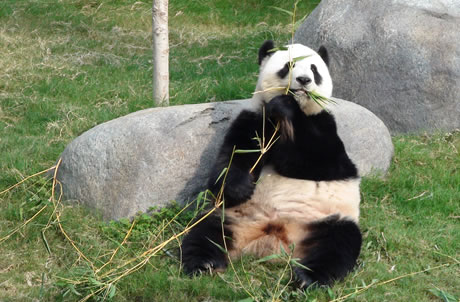 Giant Panda | Ocean Park Hong Kong