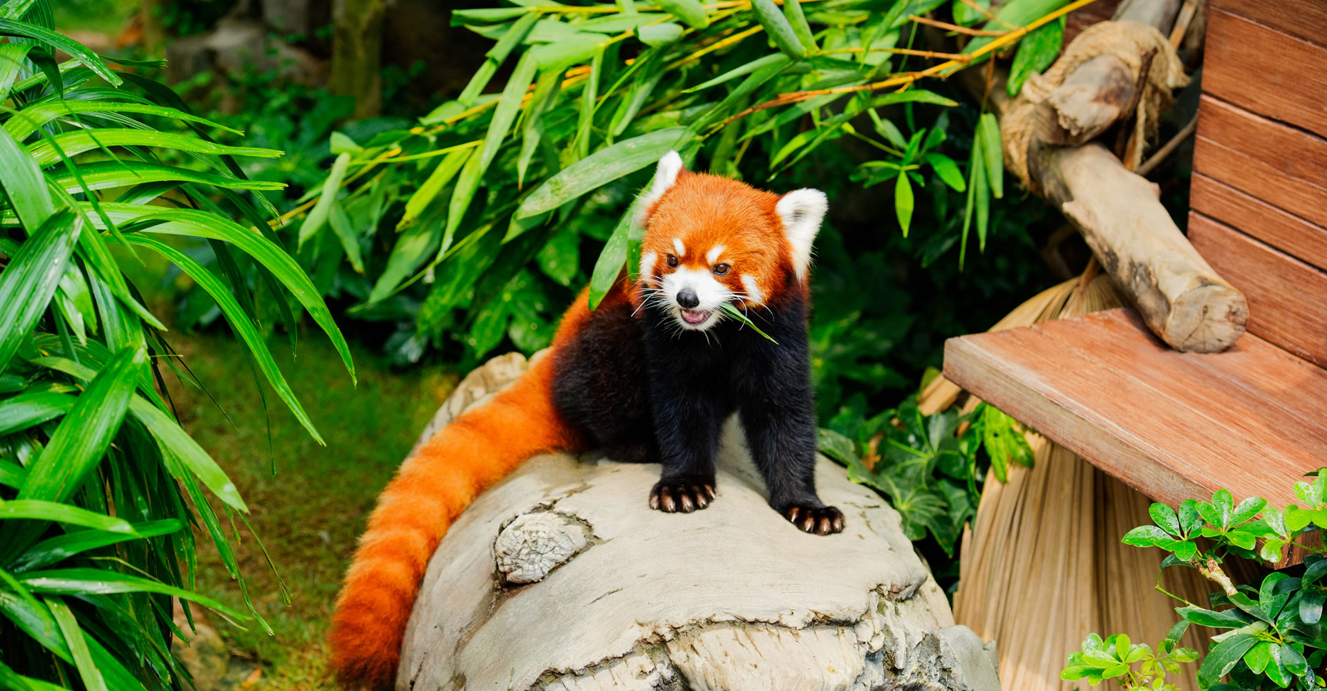 Giant Panda Adventure Must See in Hong Kong Ocean Park Hong Kong