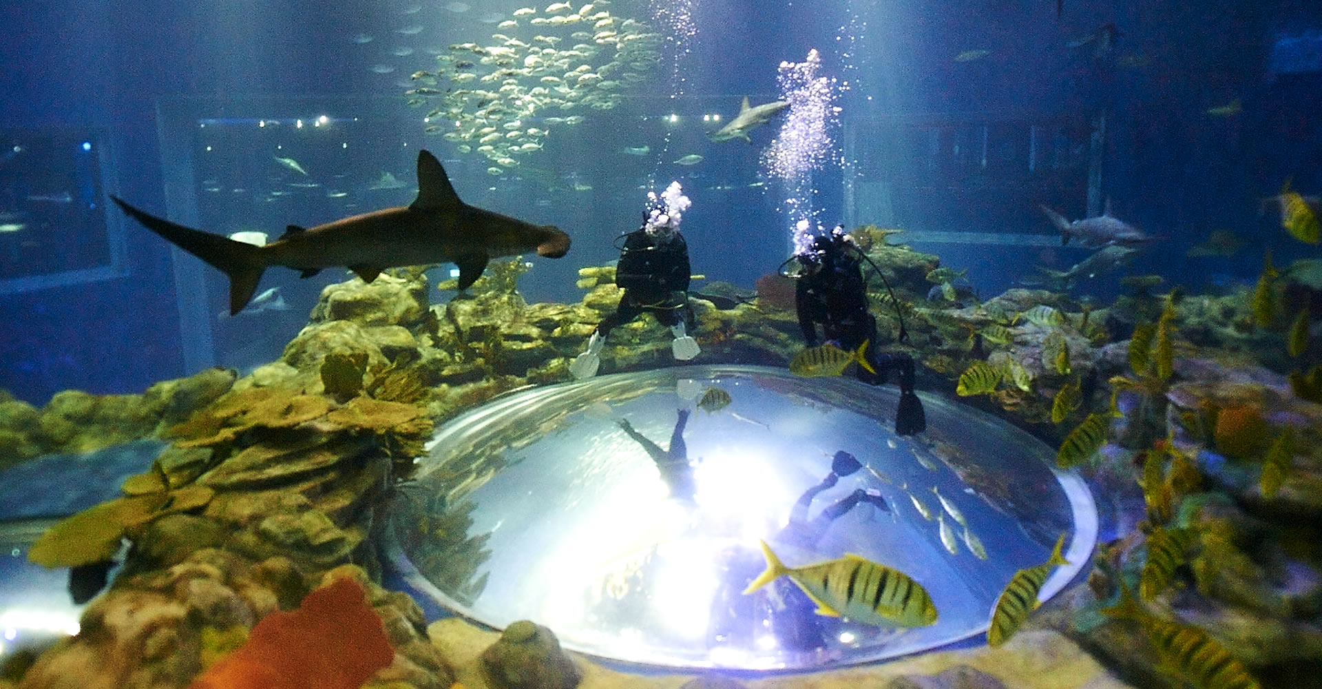 Москва аквариум на вднх фото