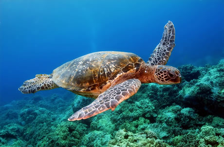 Green Turtle