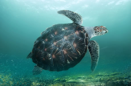 Green Turtle