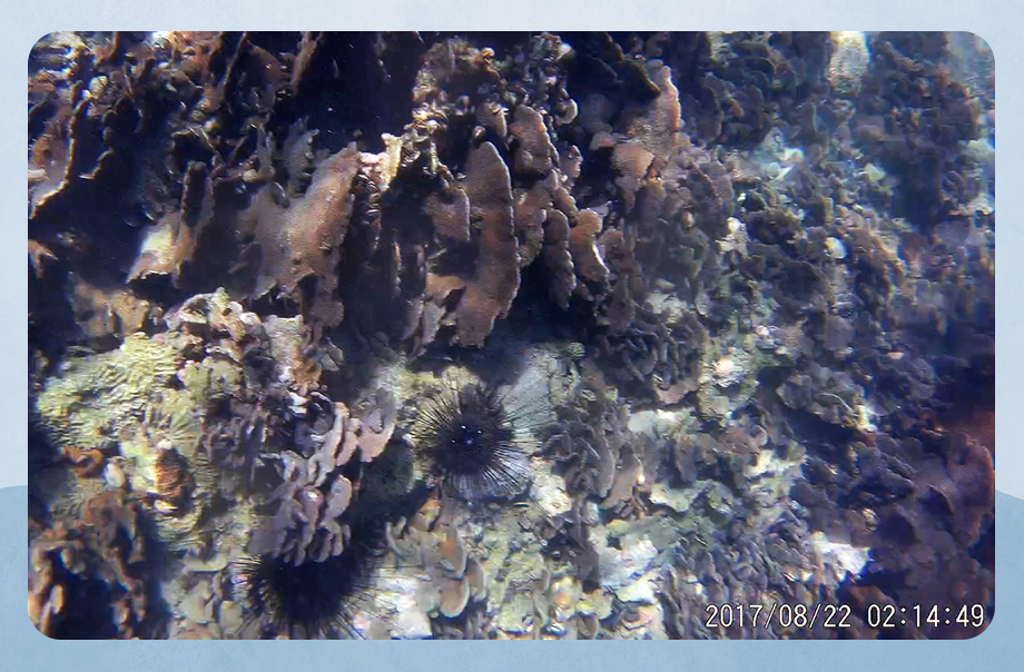 大多為Pavona Decussata，偶爾在珊瑚群中有一些海參和海膽