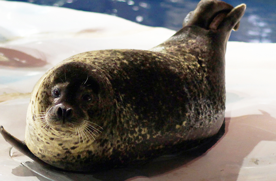 Seal Feeding Ocean Park Hong Kong