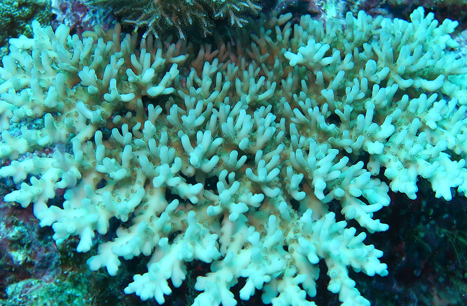 Acropora Corals | Ocean Park Hong Kong