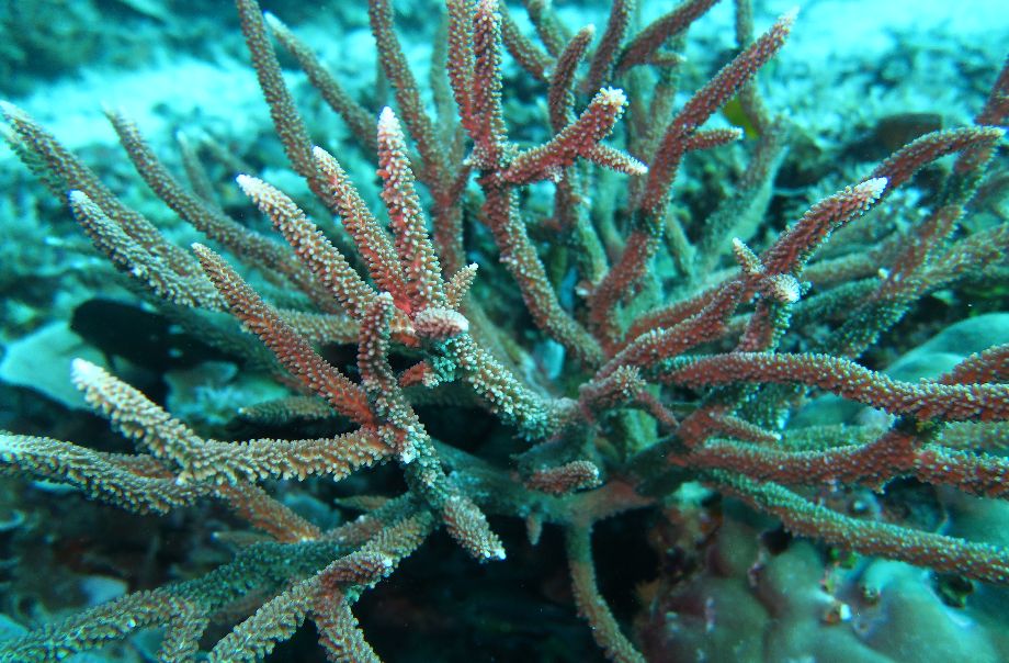 鹿角珊瑚 香港海洋公園