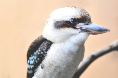 Laughing Kookaburra Ocean Park Hong Kong - 