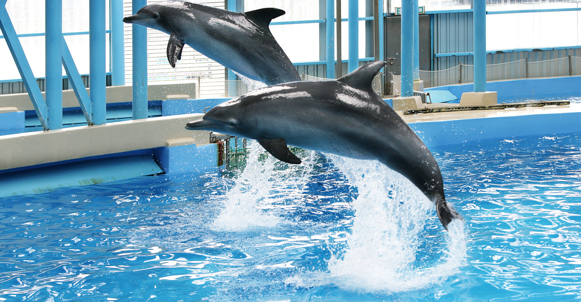 https://media.oceanpark.com.hk/files/s3fs-public/MeetTheDolphin-05.jpg