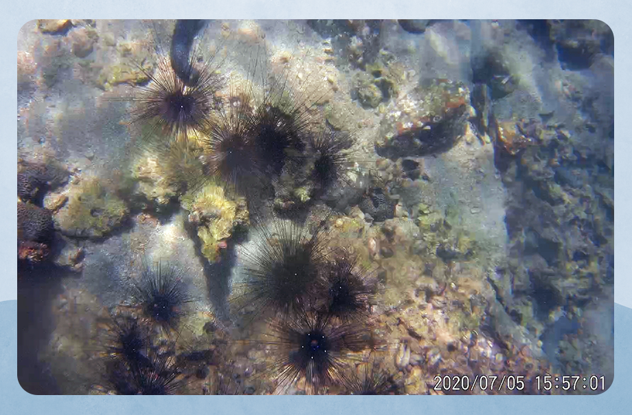 珊瑚旁的海洋生物。