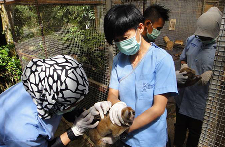 인도네시아의 늘보원숭이 치료