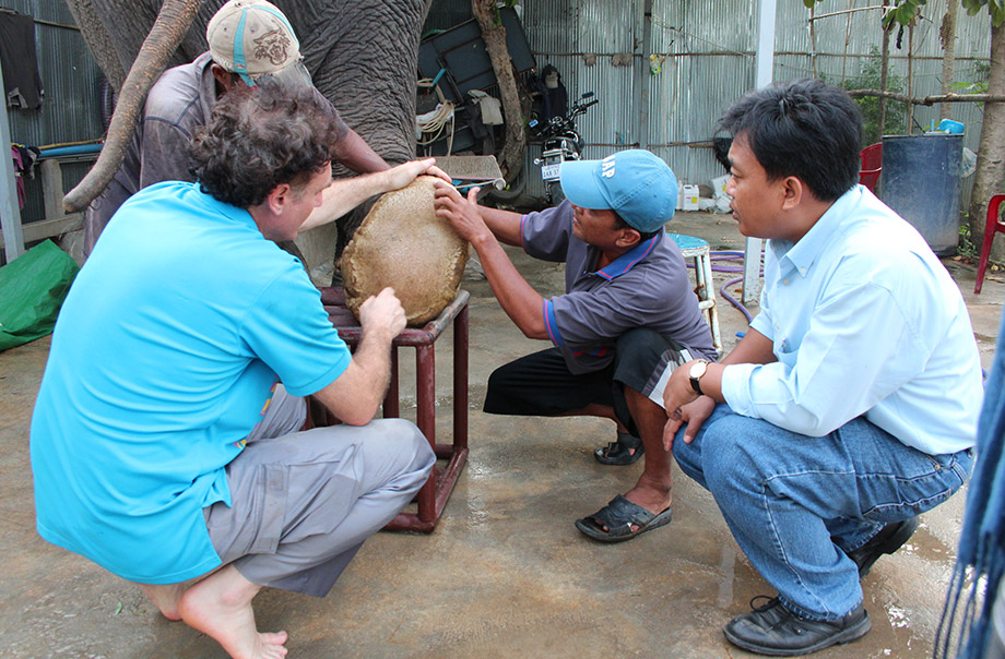 Inspecting the foot of an aging elephant in Cambodia
