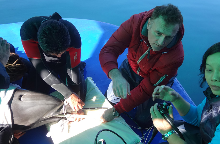Treating a dolphin in Marmaris, Turkey