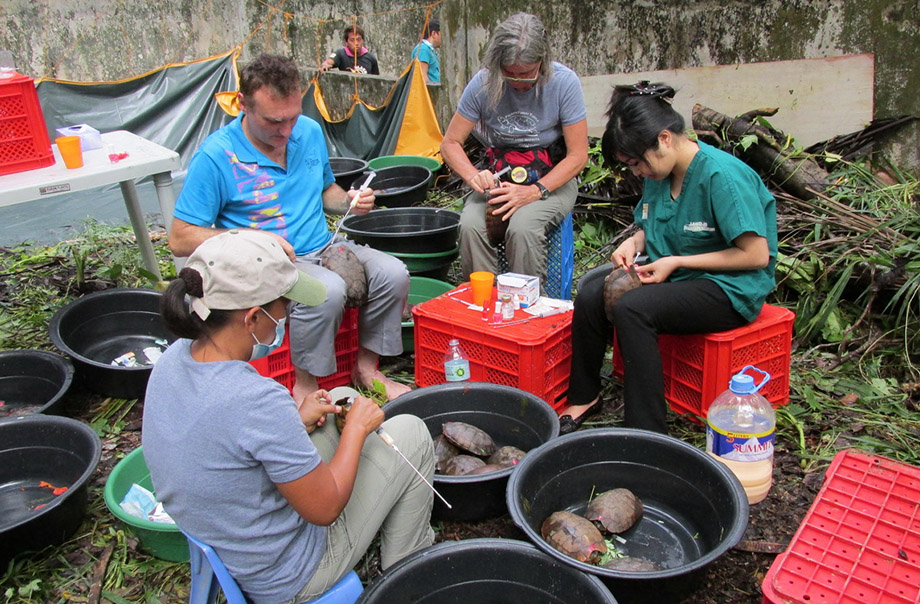 필리핀 팔라완에서 팔라완숲거북을 치료