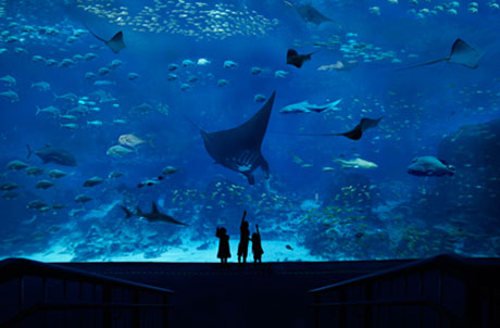 S.E.A. Aquarium™ | Ocean Park Hong Kong