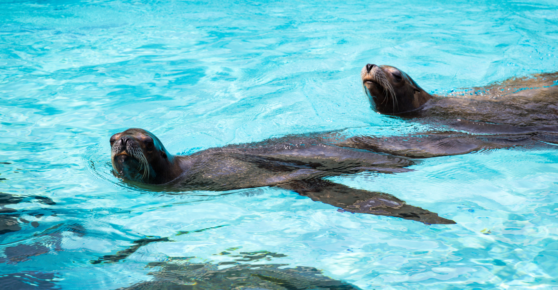 https://media.oceanpark.com.hk/files/s3fs-public/SSE_innerbanner_1.jpg