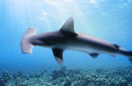 Scalloped Hammerhead Shark