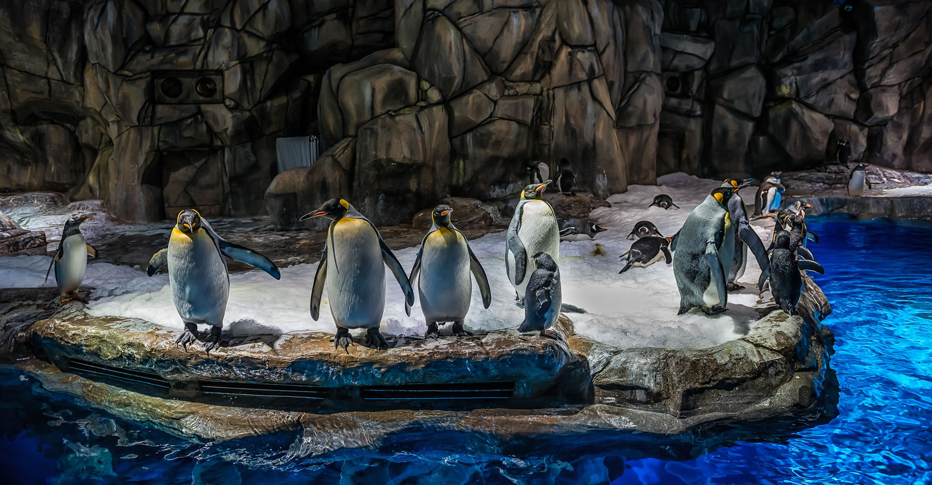 South Pole Spectacular | Penguin | Ocean Park Hong Kong