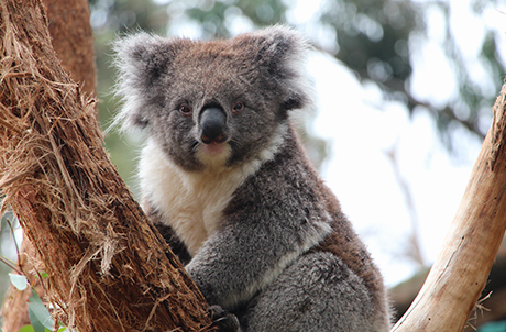 Southern Koala Ocean Park Hong Kong - koala bears roblox