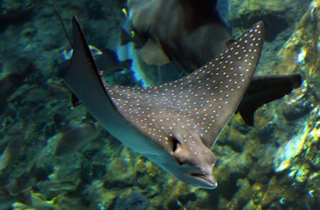 spotted eagle ray facts