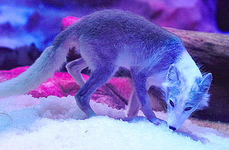 Arctic Fox Den