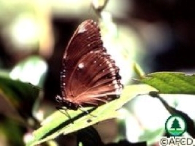 幻紫斑蛺蝶（無毒） 