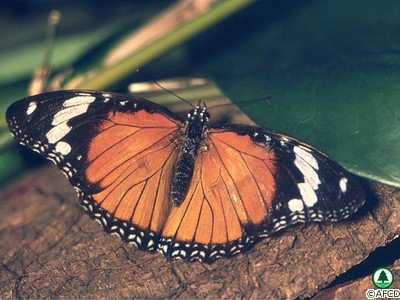 金斑蛺蝶（無毒） 
