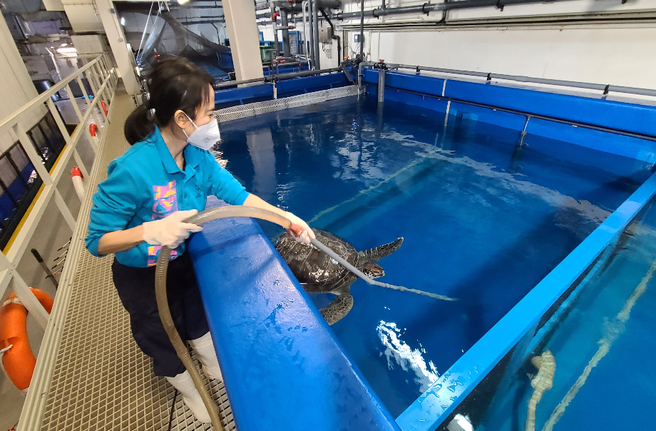 Golden Age volunteer become an animal keeper, to clean the temporary residence of Green Turtles rescued by Ocean Park.  