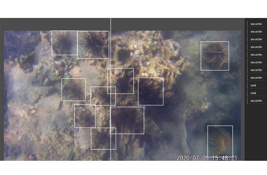 此圖片展示了在沙石上的海膽和十字牡丹珊瑚