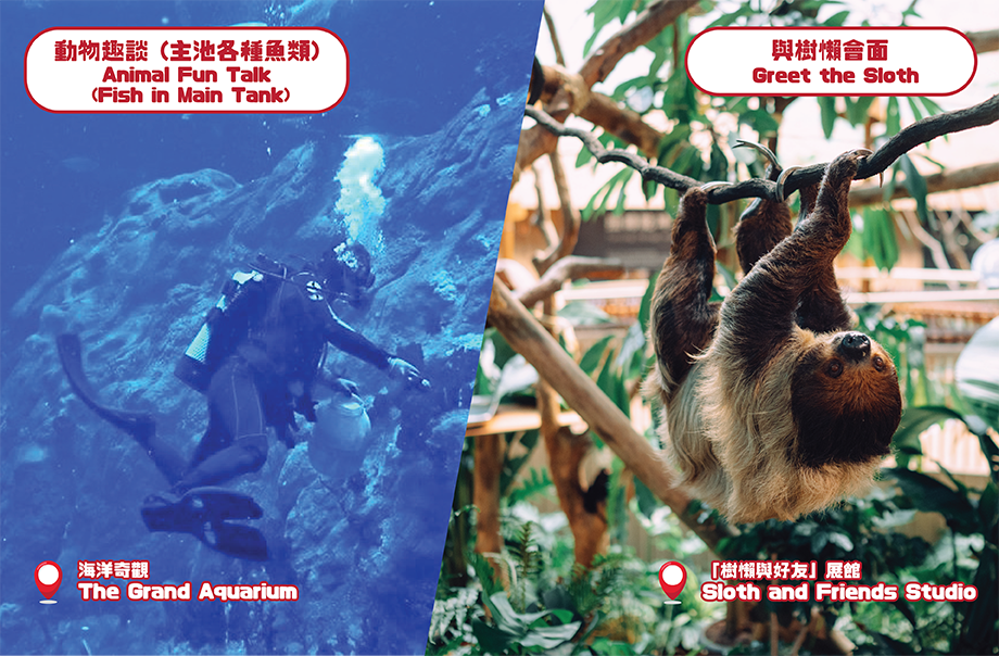 Our animal caretakers will go underwater and demonstrate how to feed different species of fish, rays, and sharks. You can visit “Sloth and Friends Studio” to learn sloth’s interesting living habits from caretaker.