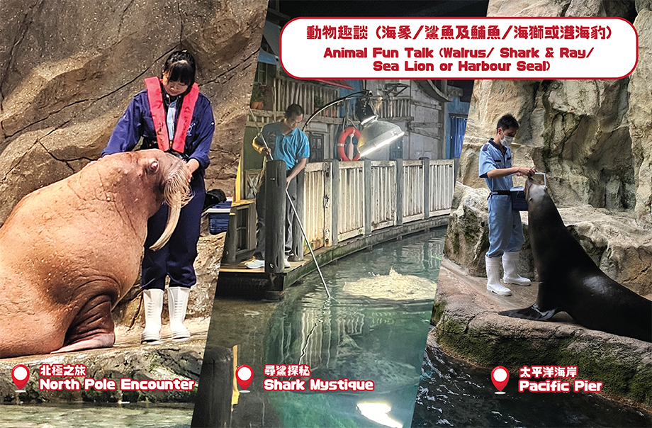 Observation for the feeding session and husbandry works of our animals friends. Want to visit sea lion and seal interact with environmental enrichments? Or observe the feeding behaviour of different species of shark and rays? Or learn interesting facts about walruses, it’s up to you to plan!