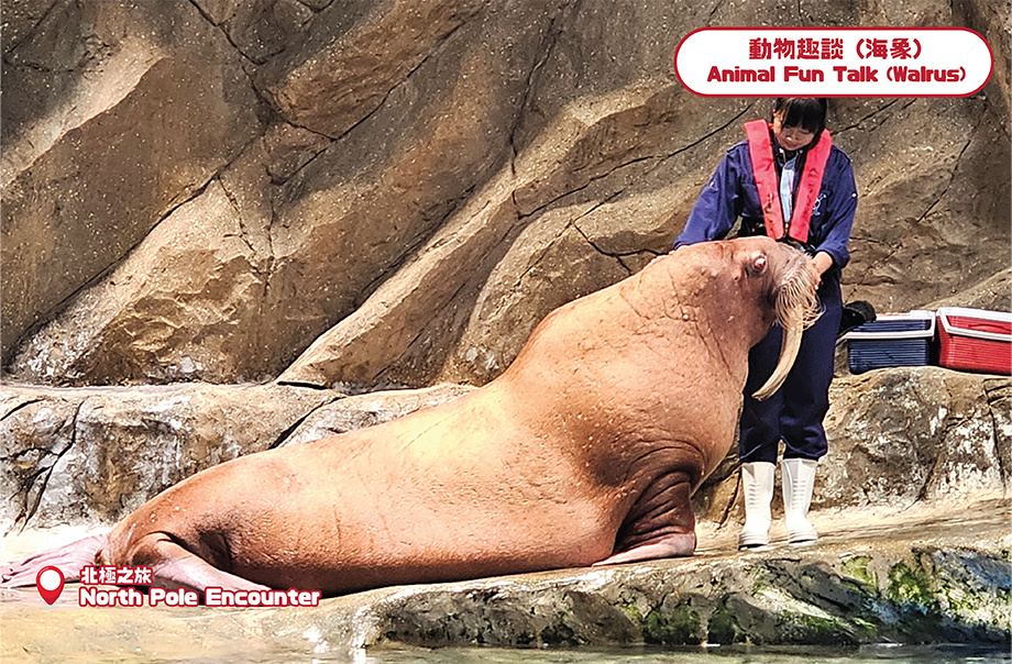 How much food do the giant walruses need to eat every day? You can observe the daily feeding process of walruses by animal caretakers and find out the answers in the narration!