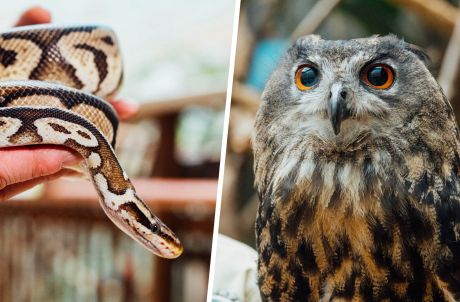 Animal Fun Talk ( Ball Python / Owl )