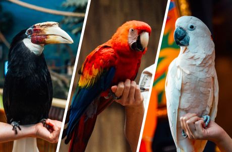 Animal Fun Talk ( Hornbill / Macaw / Cockatoo )