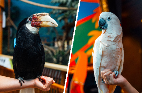 Animal Fun Talk (Cockatoo/ Macaw/ Hornbill)
