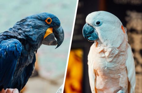 Animal Fun Talk ( Macaw / Cockatoo )