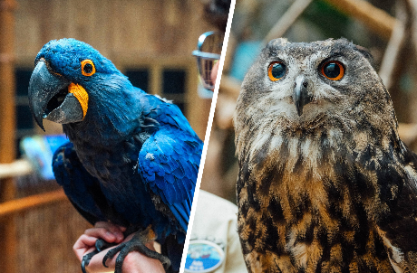 Animal Fun Talk (Owl/ Cockatoo/ Macaw/ Ball Python)