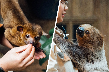 Animal Fun Talk (Sloth/ Kinkajou)