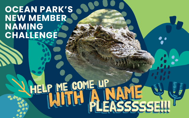 https://media.oceanpark.com.hk/files/s3fs-public/op-crocodile-naming-challenge-innerpage-banner-mobile-en.jpg