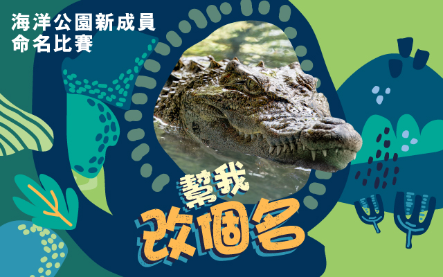 https://media.oceanpark.com.hk/files/s3fs-public/op-crocodile-naming-challenge-innerpage-banner-mobile-tc.jpg