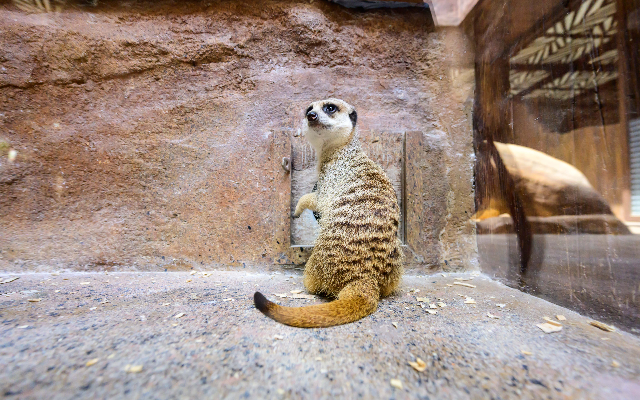 https://media.oceanpark.com.hk/files/s3fs-public/op-meerkat-feeding-innerpage-mobile.png