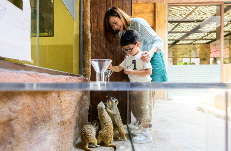 Meerkat Feeding