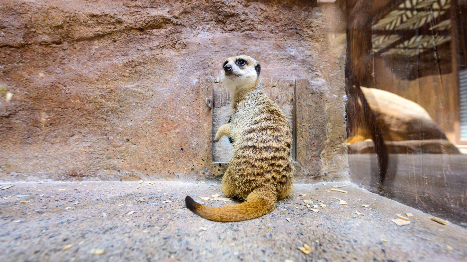 https://media.oceanpark.com.hk/files/s3fs-public/op-meerkat-innerpage.png