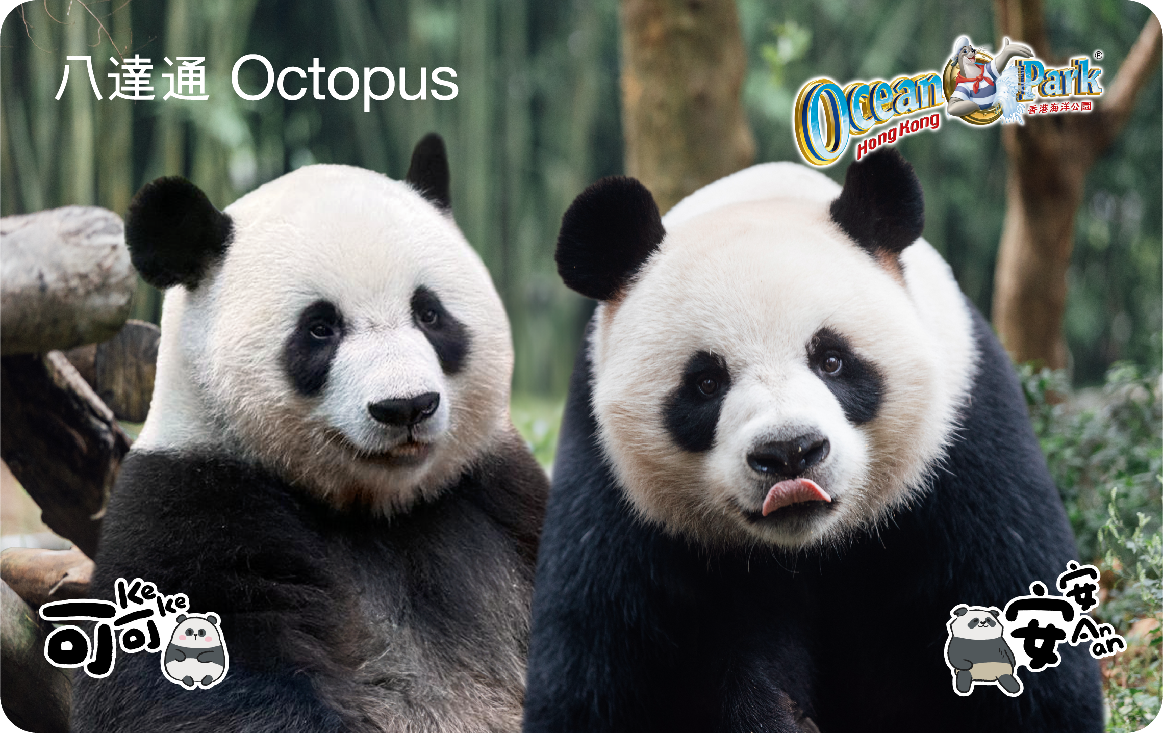 Giant Pandas An An and Ke Ke