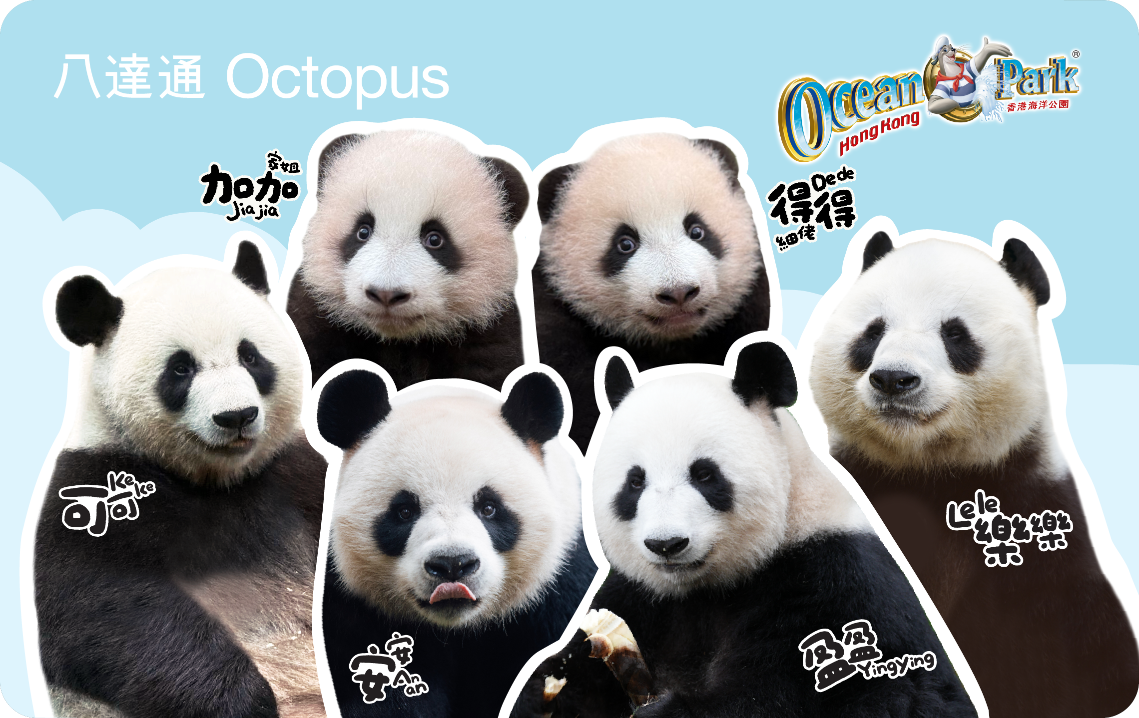 Six Giant Pandas
