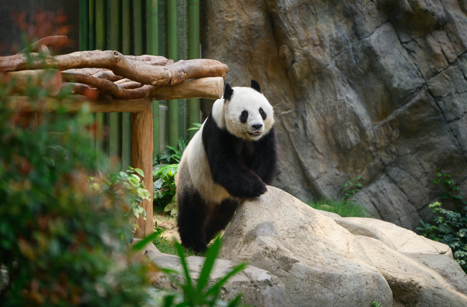 Giant Panda Dad Le Le Returns to the Spotlight!