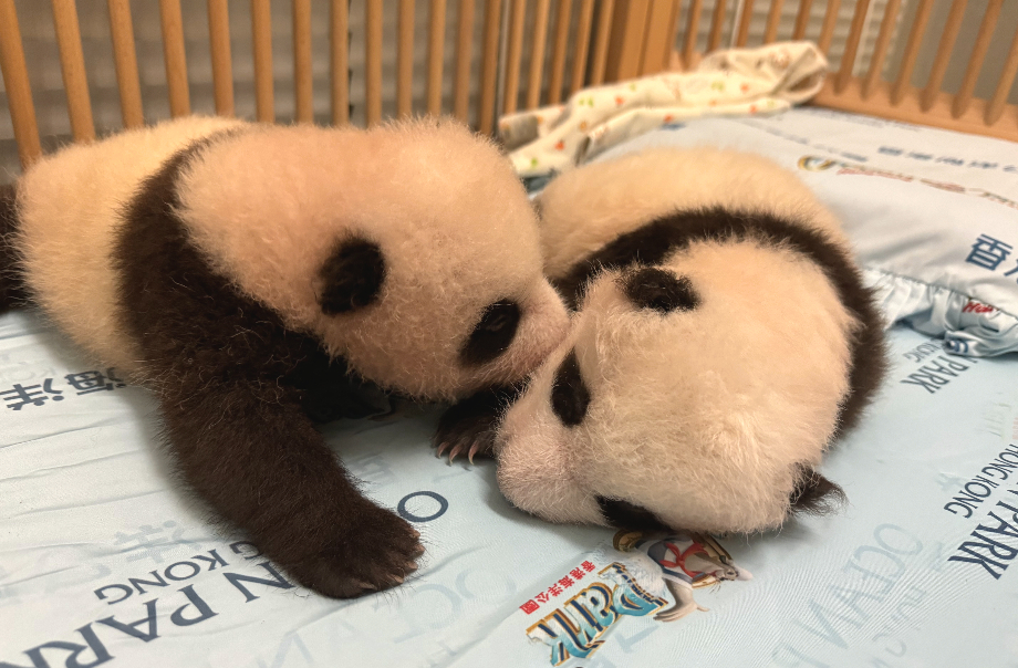 Heart-warming Live Feed of Giant Panda Cubs!