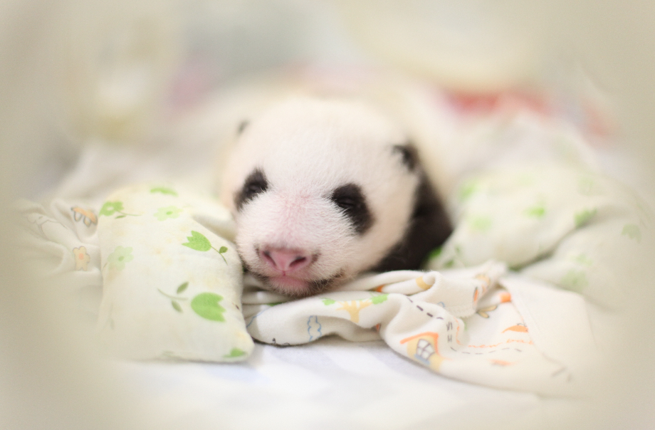 Capture the Moment with Giant Panda Photo Fun!