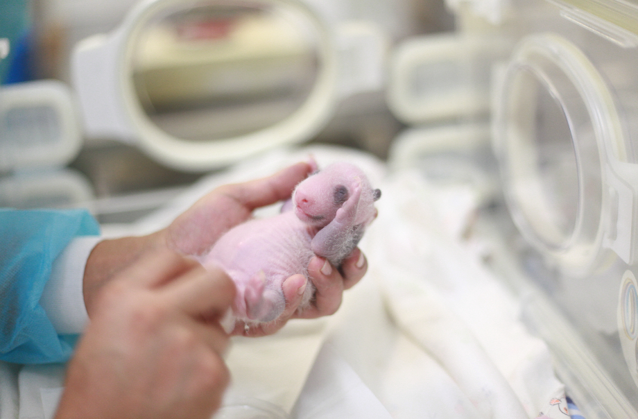 Giant Panda Twin Cubs: A Journey of Growth and Joy