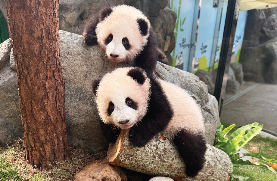 Public Debut of Giant Panda Twin Cubs Starting Feb 16!