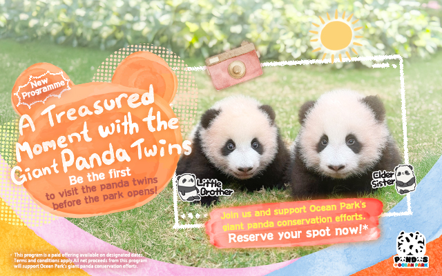 A Treasured Moment with the Giant Panda Twins | Ocean Park Hong Kong