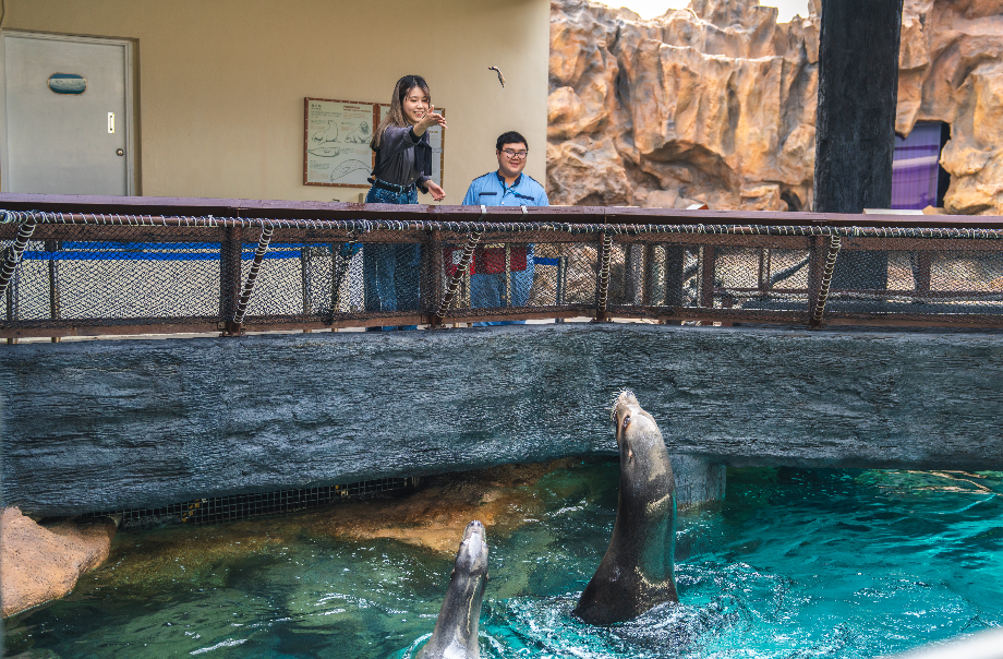 Sea Lion Feeding